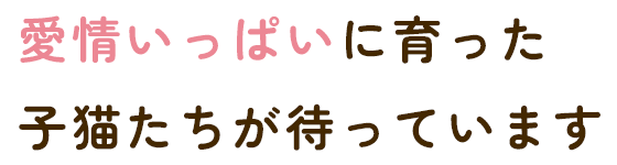 愛情いっぱいに育った 子猫たちが待っています